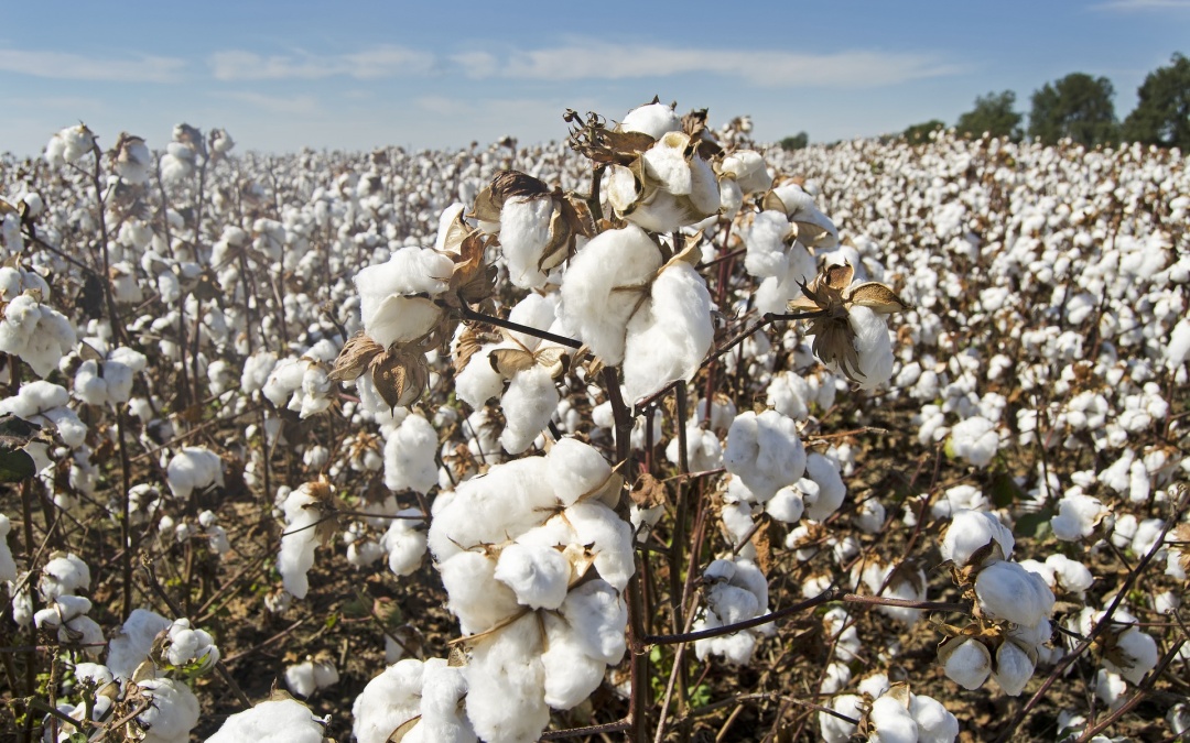 GEOTERRAIMAGE monitors the development and condition of Cotton production in Texas.