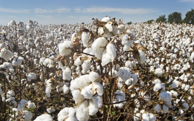 GEOTERRAIMAGE monitors the development and condition of Cotton production in Texas.