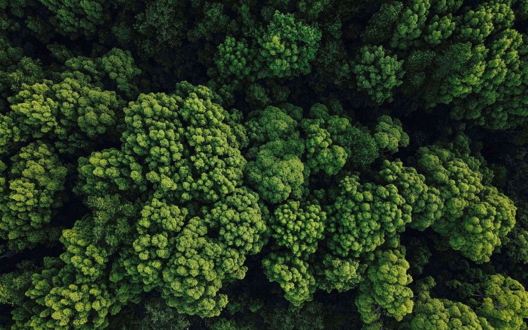GEOTERRAIMAGE becomes a VERRA-approved service provider