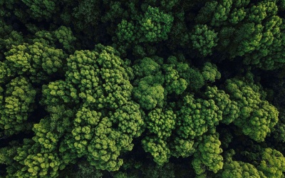 GEOTERRAIMAGE becomes a VERRA-approved service provider