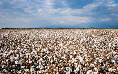 GEOFarmer selected by Cotton SA