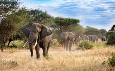 Satellite Imagery supporting Elephants in Zambia’s Western Province