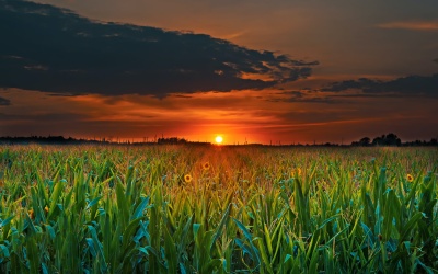 Insights into Crop Production Potential
