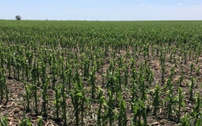 GeoFarmer crop monitoring platform selected by WWJ Agri to guide crop damage assessment surveys