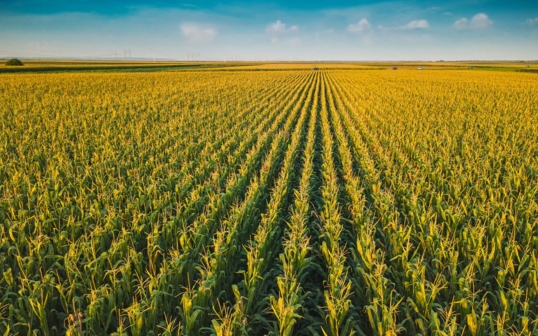 GRAIN SA selects the Crop Condition Dashboard to Monitor Crop Development