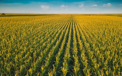 GRAIN SA selects the Crop Condition Dashboard to Monitor Crop Development